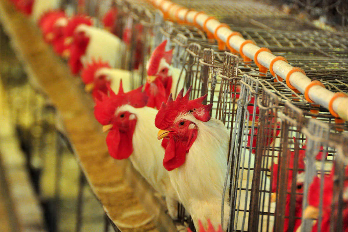 Resultado de imagem para produção de frango