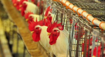 Principais doenças das Aves
