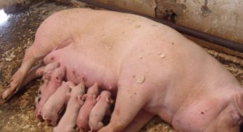 Problemas do pós parto em porcas: causas e prevenção