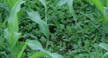 Produção de volumosos – manejo da resistência de plantas daninhas