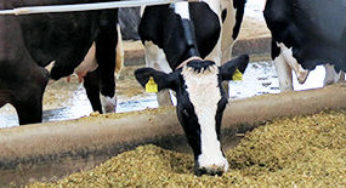 O uso de aditivos na dieta pode modificar o comportamento alimentar de vacas leiteiras
