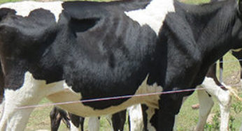Vacas magras tem mais chance de desenvolverem problemas de casco