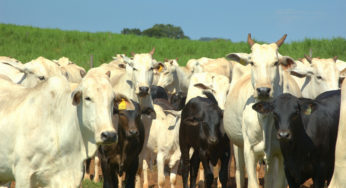 Você sabe os custos da produção de gado de corte a pasto?