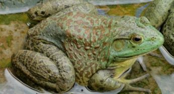 Criação de rãs – saiba como é feito o manejo em cativeiro