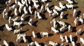 Doenças infecciosas/parasitárias de casco em bovinos