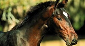 Erupções e trocas de dentes do cavalo