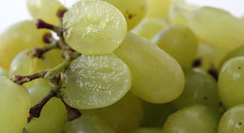Manejo produtivo de uvas sem sementes