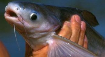 A origem do peixe Panga