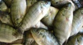 Será que os peixes dormem?