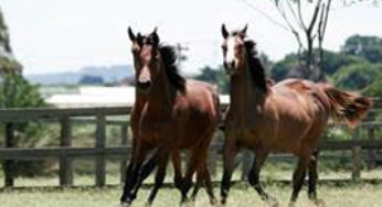 Cavalo Crioulo tem crescimento de 10% em Mato Grosso do Sul