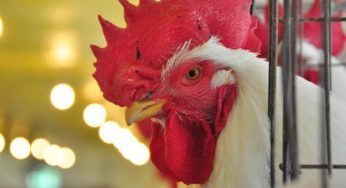 Exportação de carne de frango dos EUA dá primeiros sinais de recuperação
