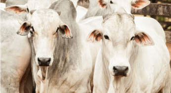 Oferta curta de bovinos para abate e estoques menores de carne no atacado