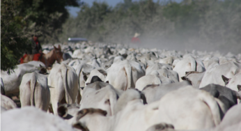 Vigilância agropecuária protege as fronteiras do país contra a febre aftosa