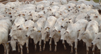 Pouca movimentação no mercado de reposição na Bahia