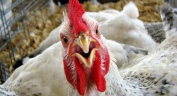 Frango lidera exportações de carne em março