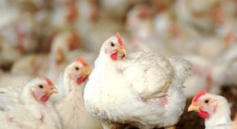 Oferta ajustada a demanda e preços andando de lado no mercado de frango