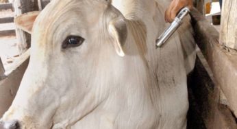 Prado propõe agenda conjunta com Bolívia por sanidade animal