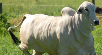 Faturamento da Expozebu deve chegar a R$ 46,5 milhões
