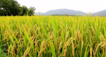 Arroz/Cepea: indicador segue na casa dos R$ 39/sc