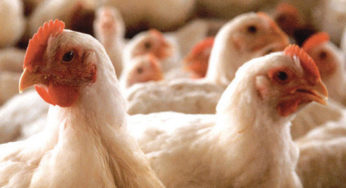 Preço do frango vivo recua em São Paulo e [de novo] em Minas Gerais
