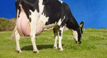 RS tem 30% dos projetos de qualidade do leite