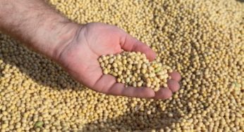 Soja em 2016 deve representar 45% da renda no campo em Mato Grosso
