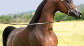 Cavalo Árabe se apresenta na 21ª Exposição Internúcleos em Bragança Paulista, nos dias 09 e 10 de Abril