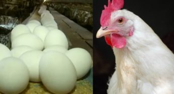 Exportação de frango em março é 15,5% superior ao mesmo mês em 2015