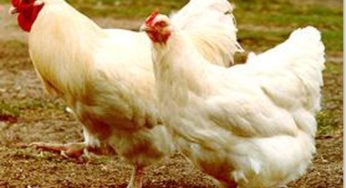 “Leg-quarters” respondem por quase metade das exportações de frango dos EUA