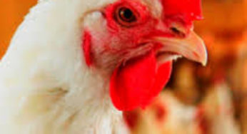 Com mais de 1 milhão/t, embarques de frango obtiveram melhor 1º trimestre da história