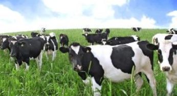 Casale apresenta tecnologia para otimizar produtividade em pecuárias de pequeno porte na Agrishow