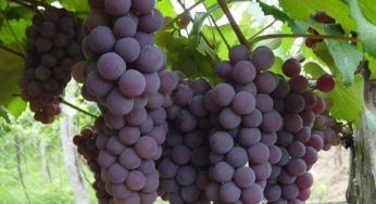 Embrapa Uva e Vinho participa da Envase Brasil