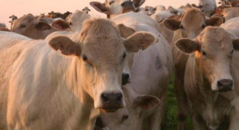 Preços da vaca e do boi gordo em Mato Grosso atingem maior disparidade
