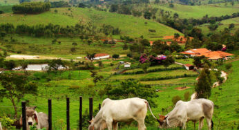 Feira agropecúarias permitem que cidadão urbano conheça melhor o trabalho dos produtores rurais