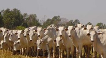 O caminho das pedras na gestão das propriedades