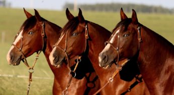 Exposição em Uberaba marca abertura de novo mercado para o cavalo Crioulo