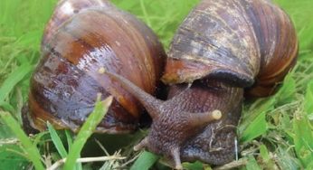 Armadilhas reduzem caramujos em hortas familiares no Mato Grosso do Sul