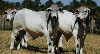Casa Branca Agropastoril é Melhor Criador e Melhor Expositor da raça Brahman na Expozebu 2016
