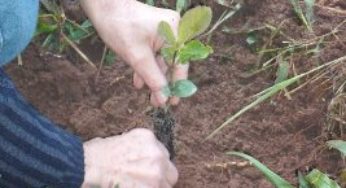 Fepagro capacita agricultores em sistemas agroflorestais