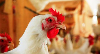 Embrapa: custo do frango, em abril, teve o segundo maior nível da história