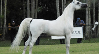 Cavalo Árabe comprova alta performance na ‘Horse Week’