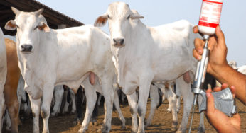 Lançamento oficial da campanha de Vacinação Contra a Febre Aftosa será nesta sexta-feira (6)