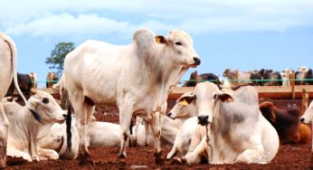 BeefExpo: última semana de inscrições com desconto