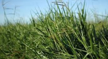 Forrageiras favorecem a produção de leite e a conservação do sol