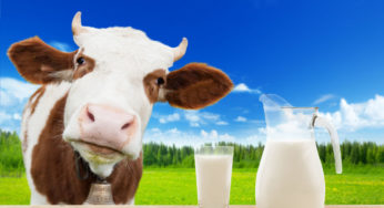 Destaque na economia local, atividade leiteira é tema de dia de campo em Entre-Ijuís