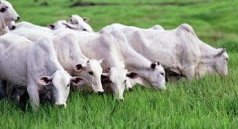Estudo com 61 mil animais mostra vantagens dos índices Vida Mais Saudável e Vida Mais Eficiente