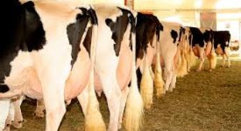 Produtores de leite de Araguapaz conquistam método de melhoramento genético