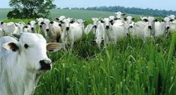 Brasil retoma exportação de bovinos vivos para o Egito
