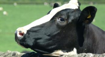 7° Simpósio Internacional de Reprodução Animal Aplicada está com inscrições abertas