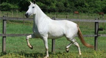 Criado do Núcleo do Cavalo Mangalarga Marchador no Tocantins